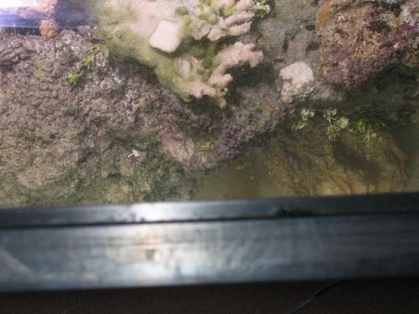 zoo_rock