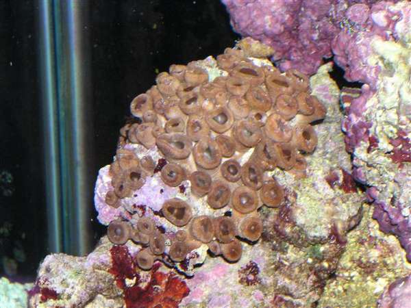 star polys