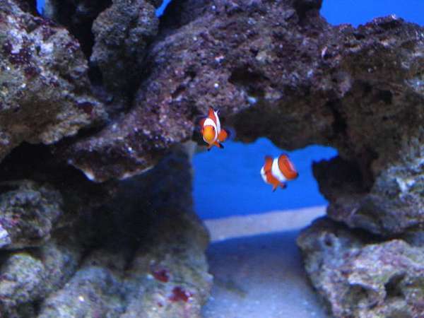 clowns1