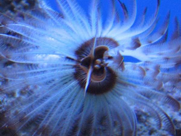 feather_macro
