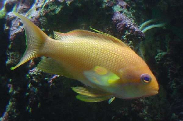 anthias