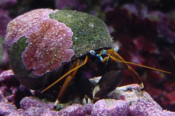 crab_004_2_