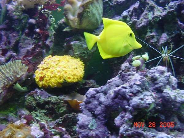 yellow tang