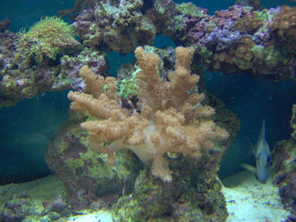 corals and fish