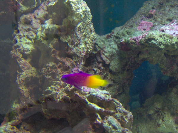 corals and fish