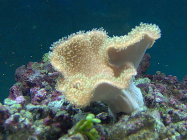 corals and fish