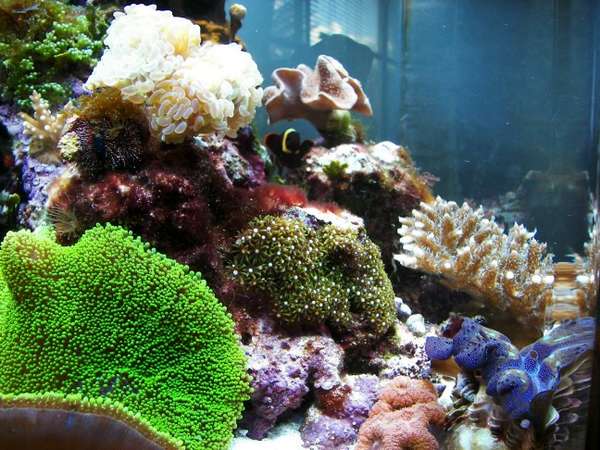 Tank view