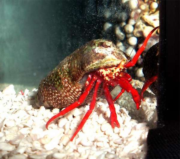 nanoscarlet2