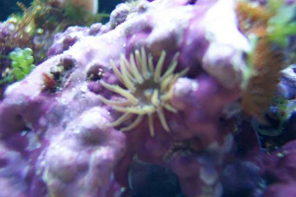 Anenome ID