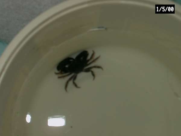 Crab Hitchhiker