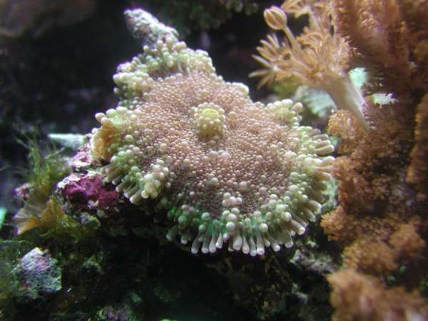 Purple Green Ricordea