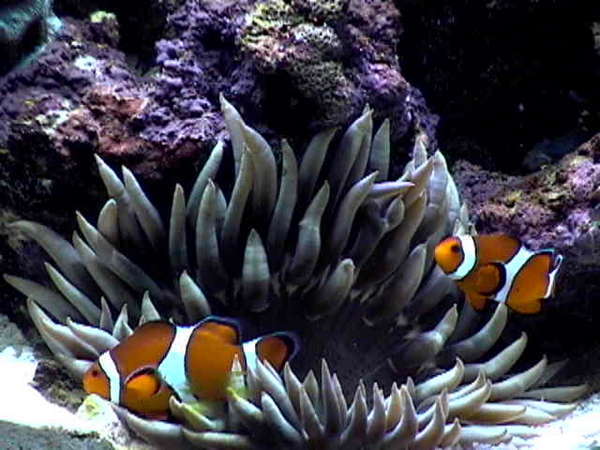 Clowns in Their Anemone