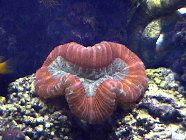 Red Brain