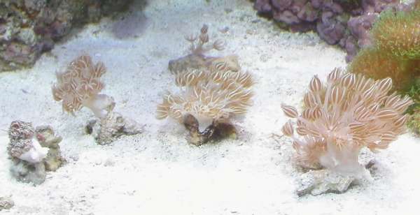 Xenia frags