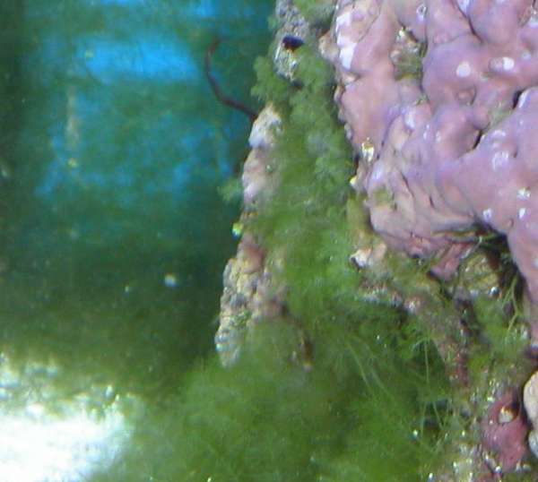 macro2