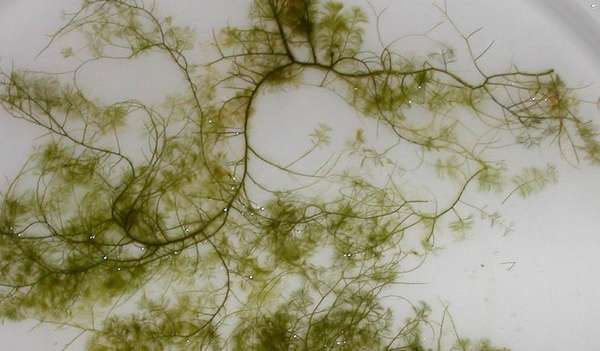 macro4