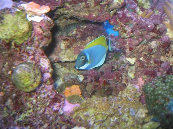180_Reef_Nov_17_0571