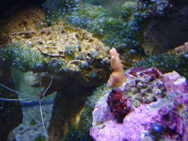 show_bubble1