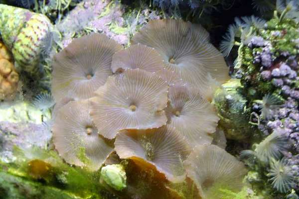 shrooms