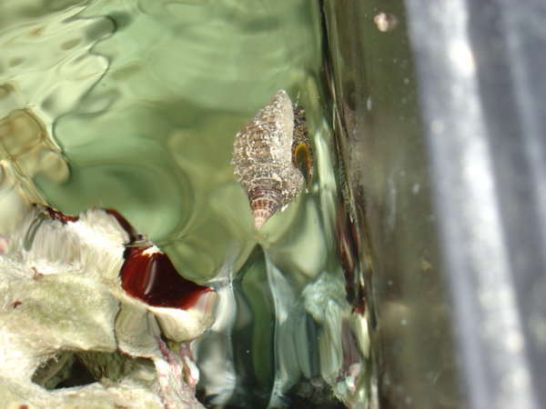 Some kind of Nassarius or Conch