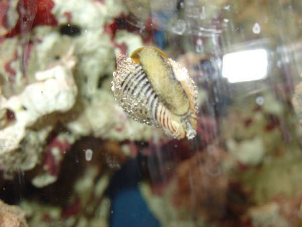 Some kind of Nassarius or Conch