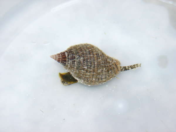 Some kind of Nassarius or Conch