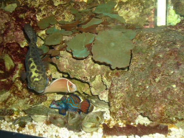 Stephanie1974 Tank