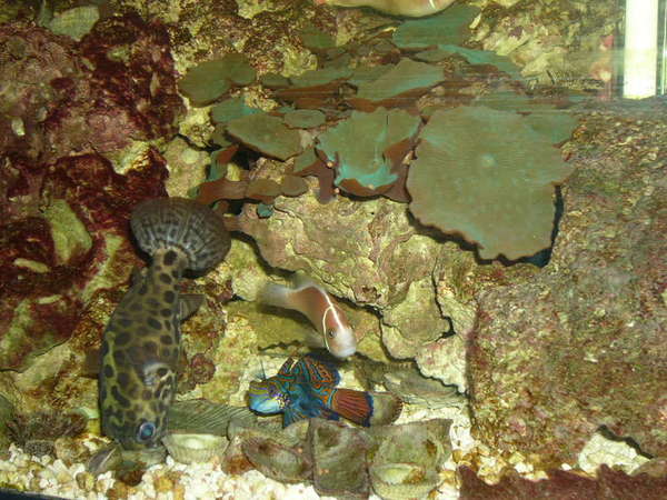 Stephanie1974 Tank