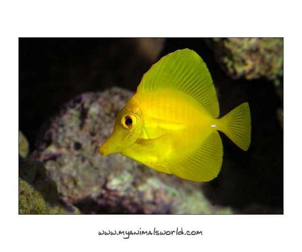Yellow tang
