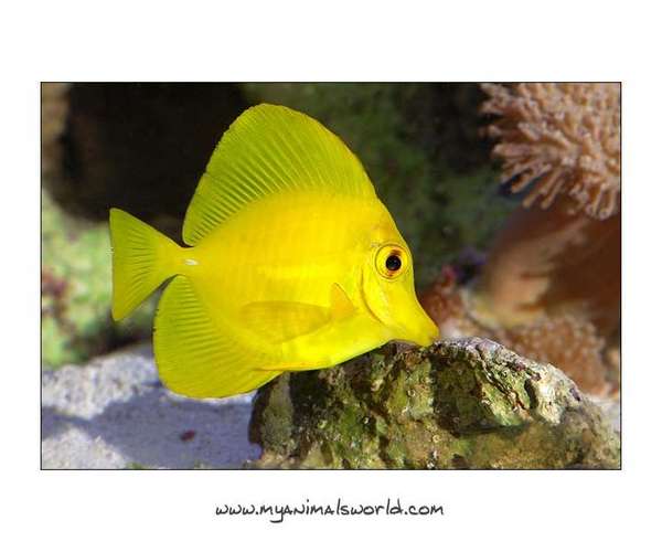 Yellow tang