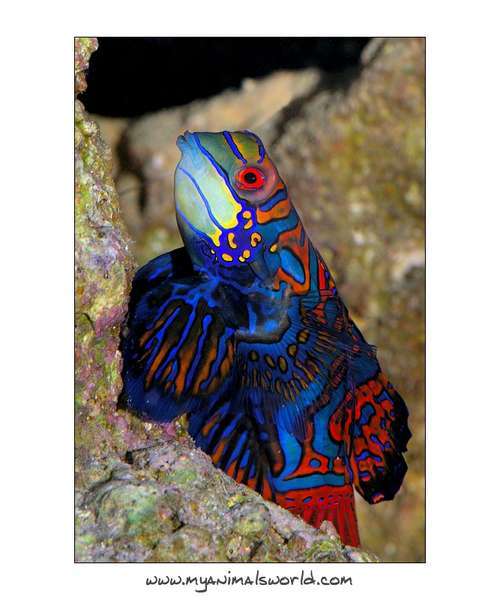 Mandarin goby