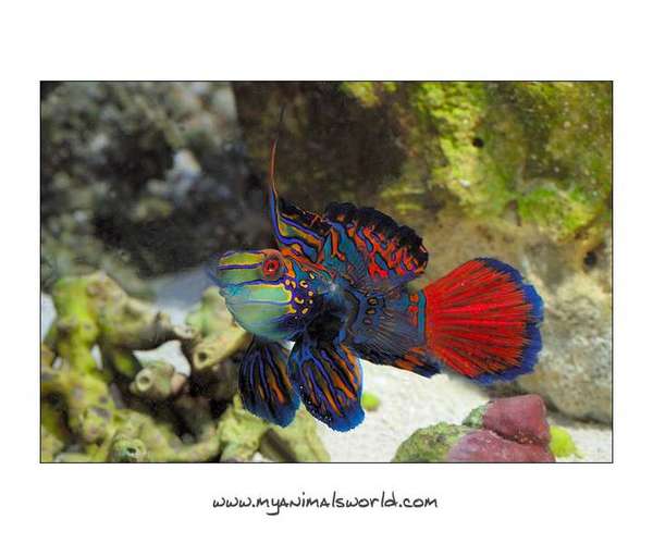 Mandarin goby