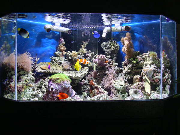 60g / March 2008