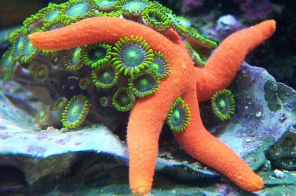 echinaster starfish on zoos