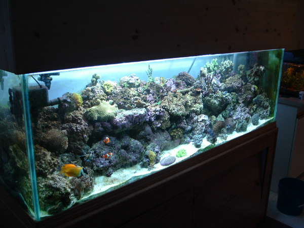 my tank