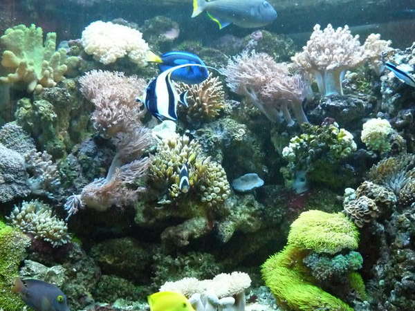 92 Gallon Corner Tank