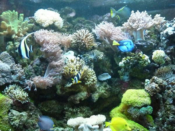 92 Gallon Corner Tank