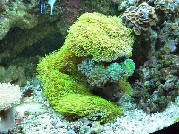 GSP and Frogspawn