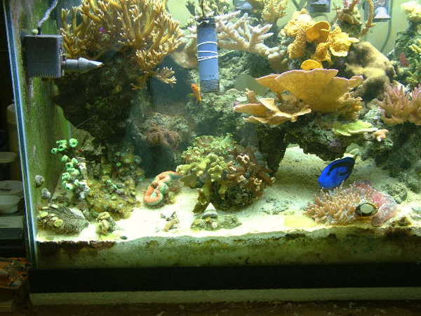Left side of tank