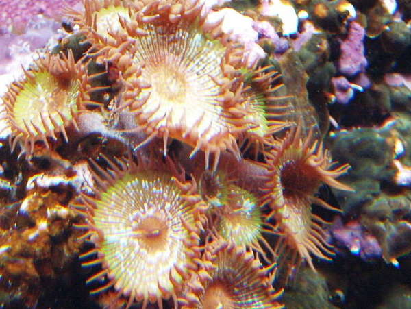 polyps2