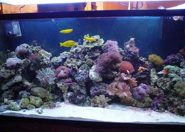 90 Gallon Reef