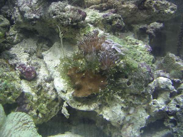Xenia, Anthellia and encrusting stuff