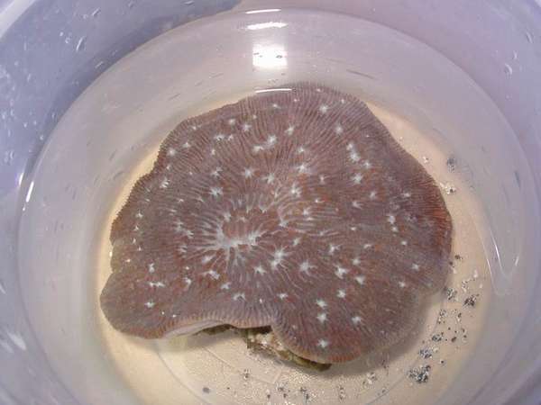 Coral in question
