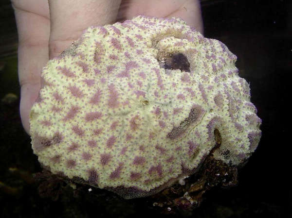 Encrusting colonial tunicate