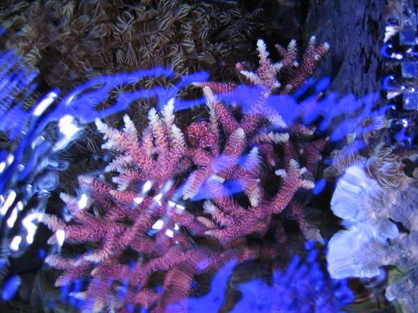millipora