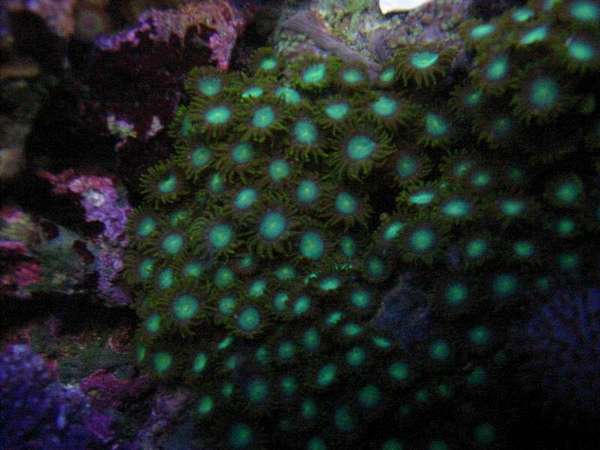 corals_005_Large_