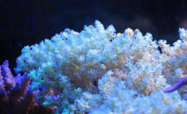 Nephthea sp.