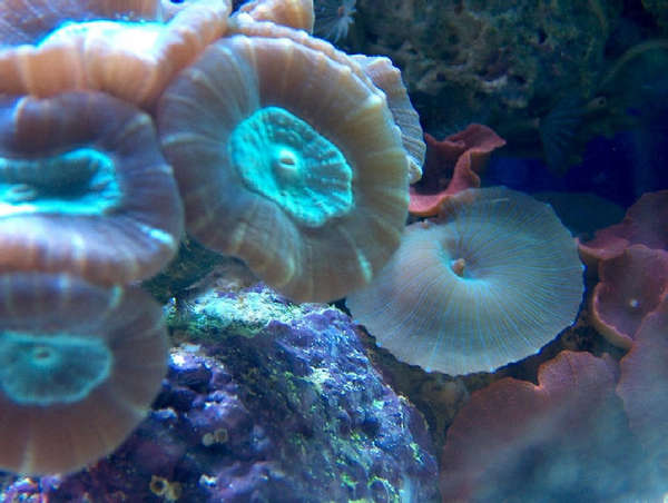 Candy_Cane_and_shrooms