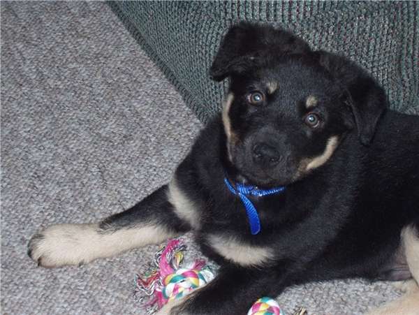 My Dog Chase