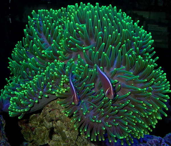 anemone-riterri3